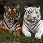 /album/werkenvrijetijd/a1550935664-150x150-jpg1/